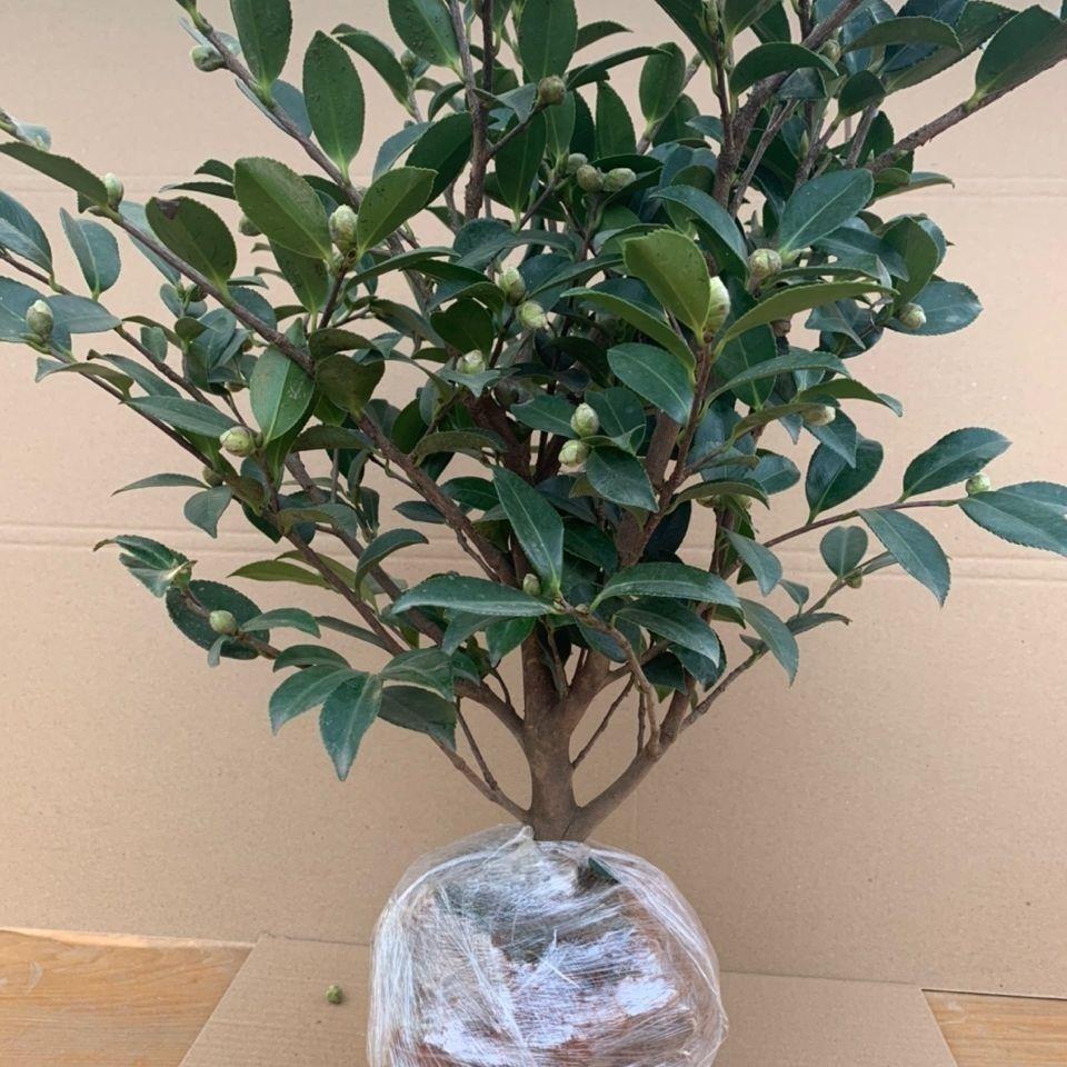 茶梅树苗家用花四季长青