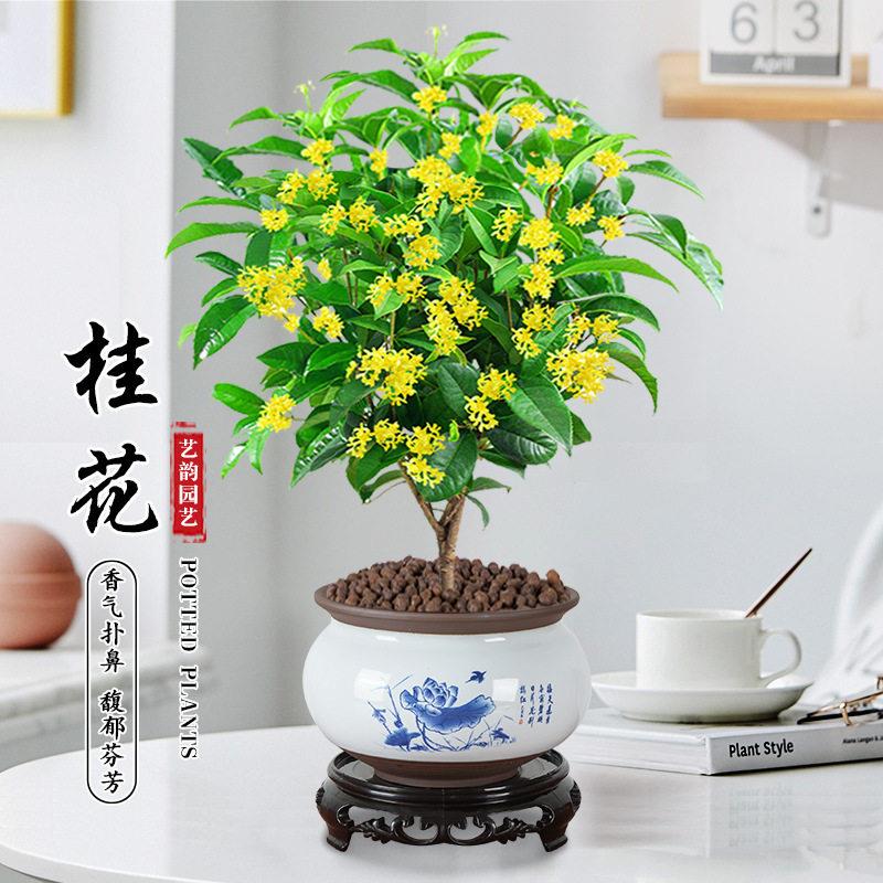 桂花盆栽室内带景四季桂图片
