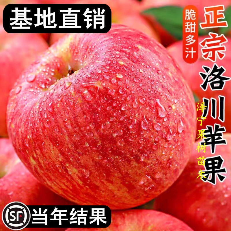 苹果树苗嫁接陕西洛川特大红富士条纹脆甜耐寒葡萄果苗南北方种植