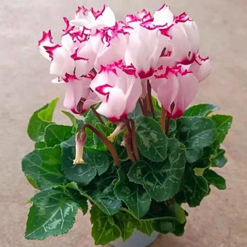 仙客来盆栽绿植花卉带花