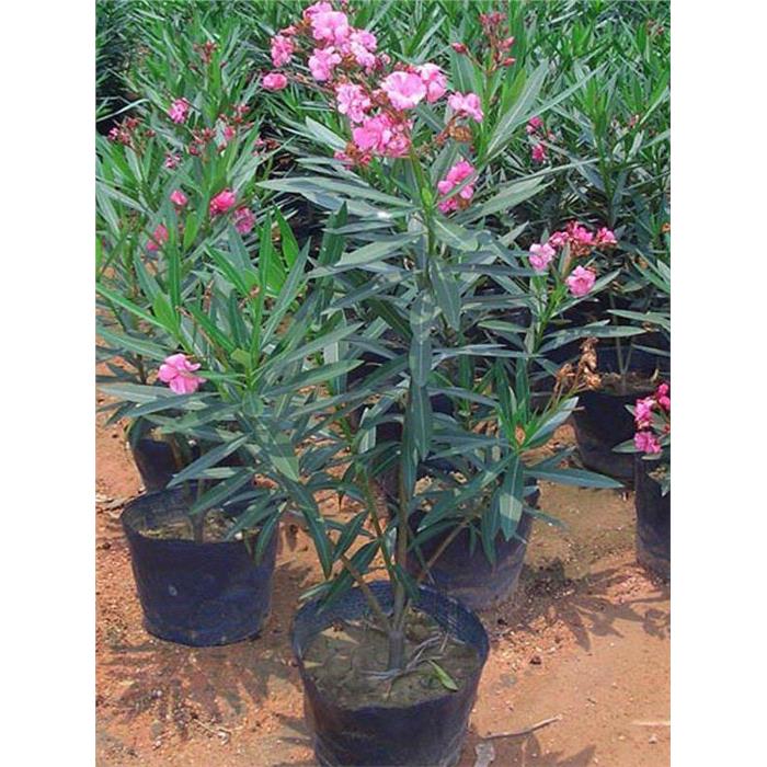 盆栽花绿植蚊虫柳叶桃室