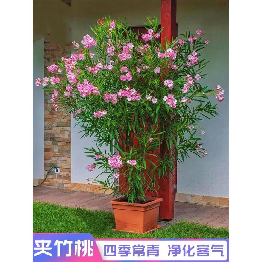 夹竹桃盆栽柳叶桃半年红