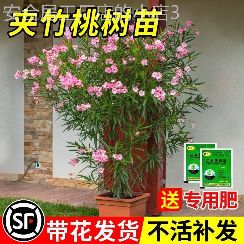 夹竹桃树苗盆栽绿化苗木