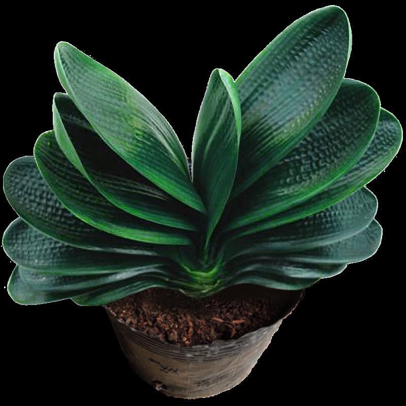 大小室内绿好养花卉君子