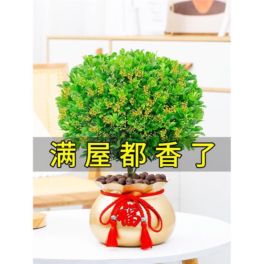 米兰花盆栽花卉植物室内图片