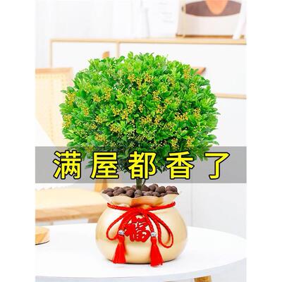 米兰花盆栽花卉植物室内