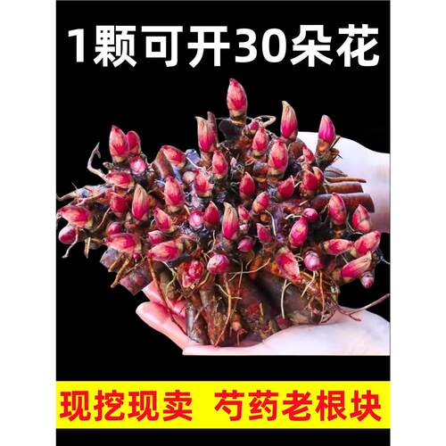 芍药花苗带芽大根块四季