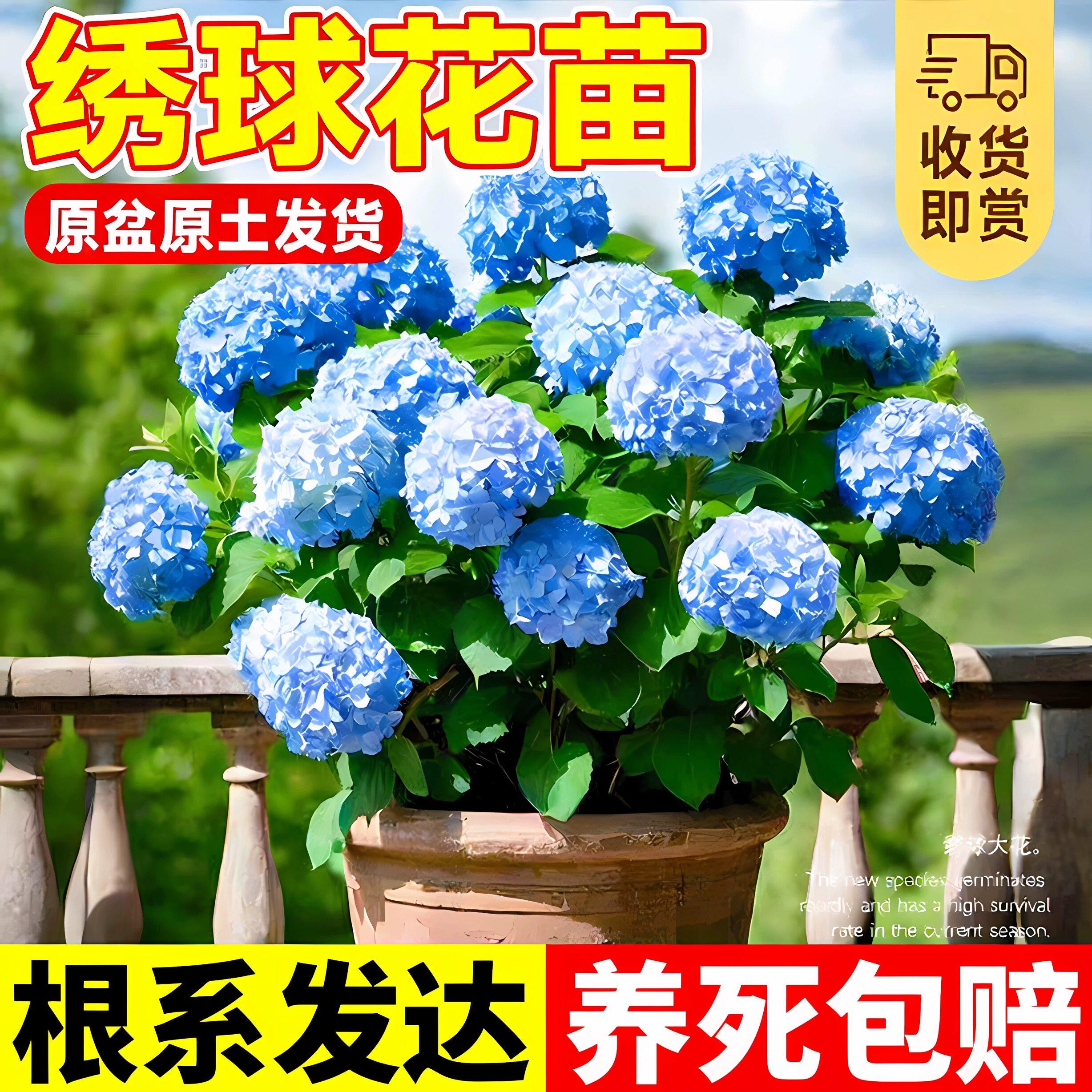 绣球花苗盆栽四季好养无