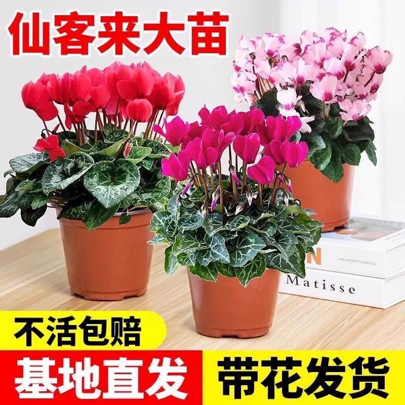 仙客来盆栽带花特大号花