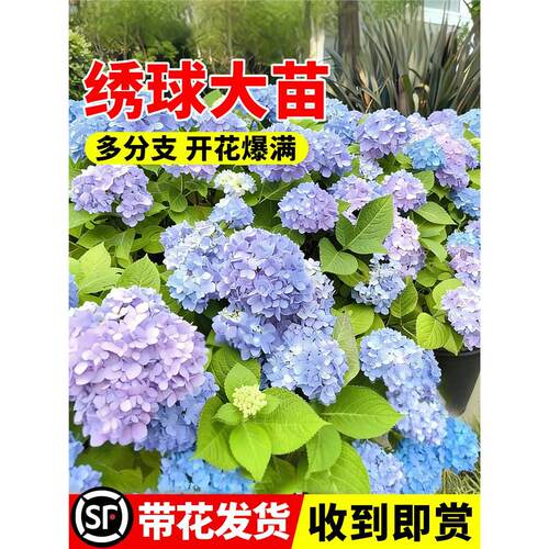 绣球花苗盆栽无尽夏原土