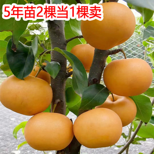 香梨雪梨砀山梨苹 果梨翠冠梨树果苗新品种秋月梨皇冠梨树活苗果