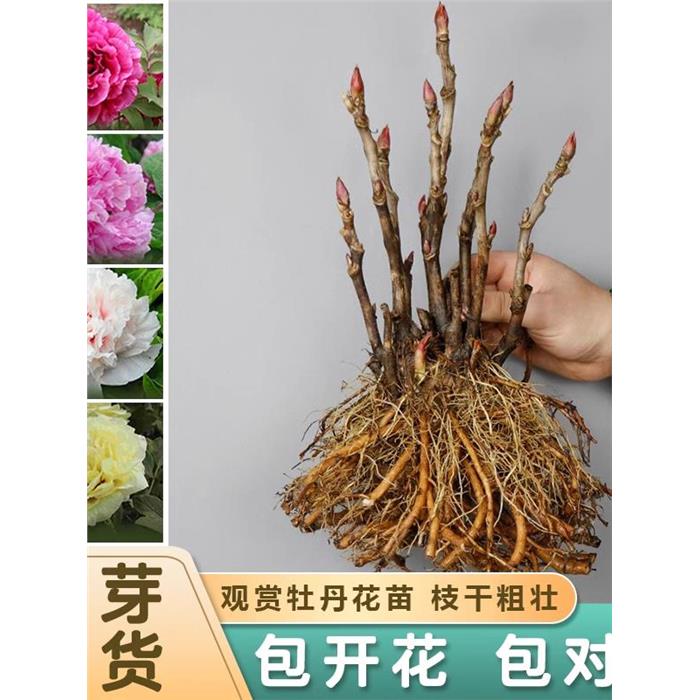 牡丹花苗盆栽正宗大种老图片