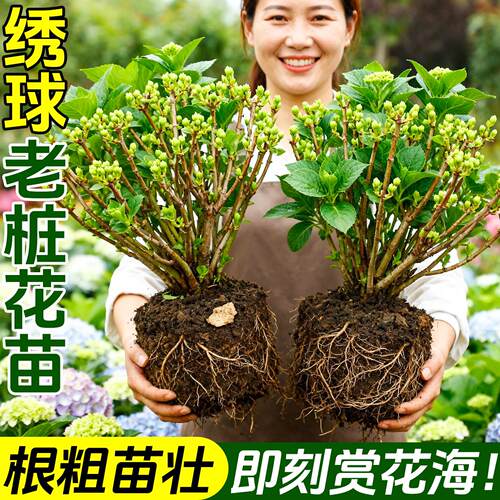 绣球花老桩花苗盆栽带花