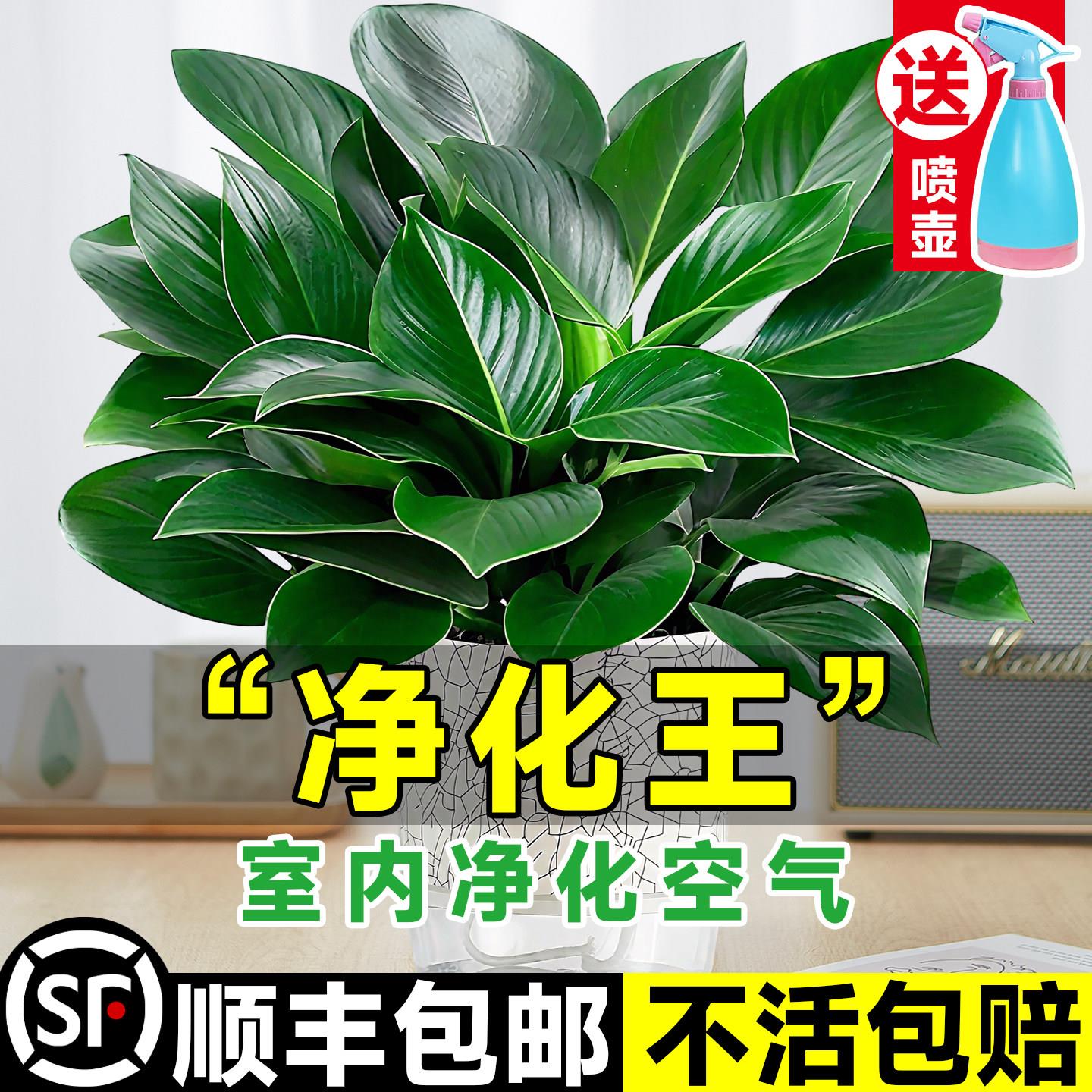 金钻盆栽室内绿植客厅好图片