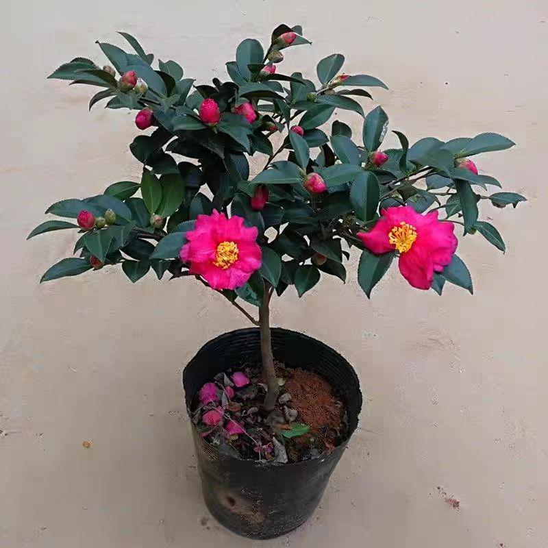 茶梅花大杯苗粉红四季常图片