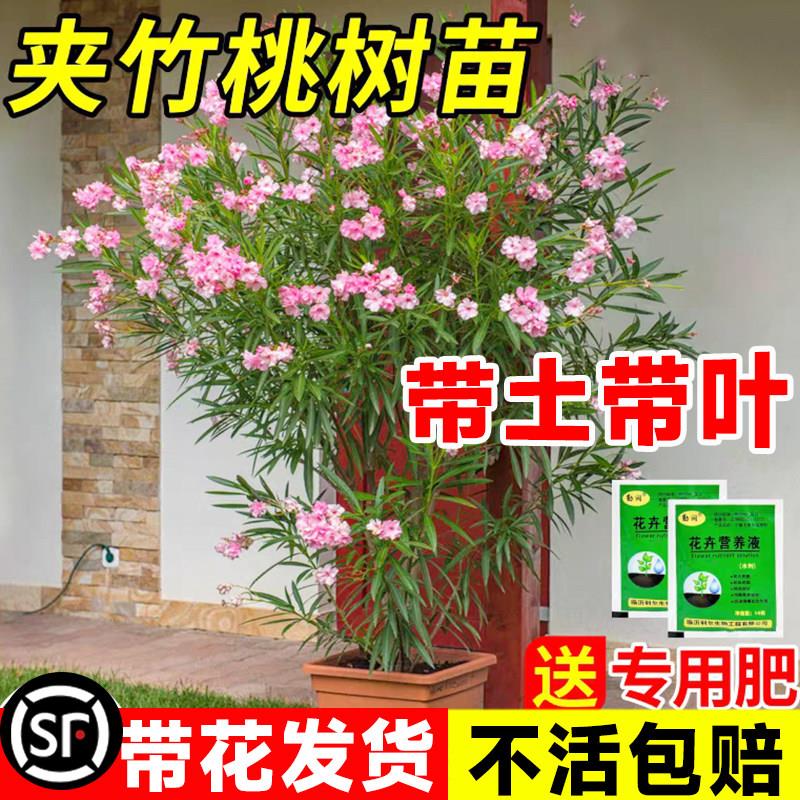 夹竹桃树苗盆栽绿化苗木