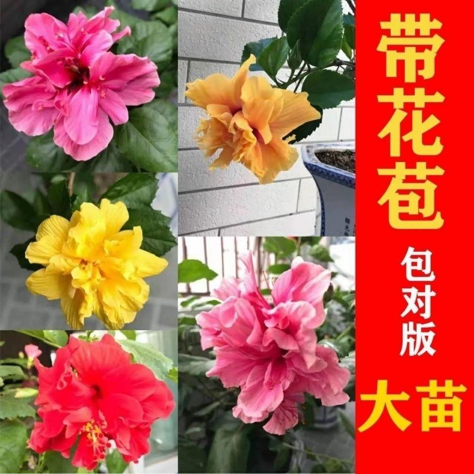 大花重瓣扶桑花苗带花苞