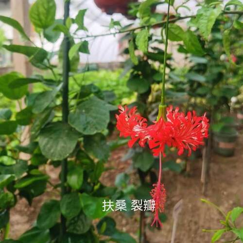 裂瓣扶桑吊钟朱槿牡丹花