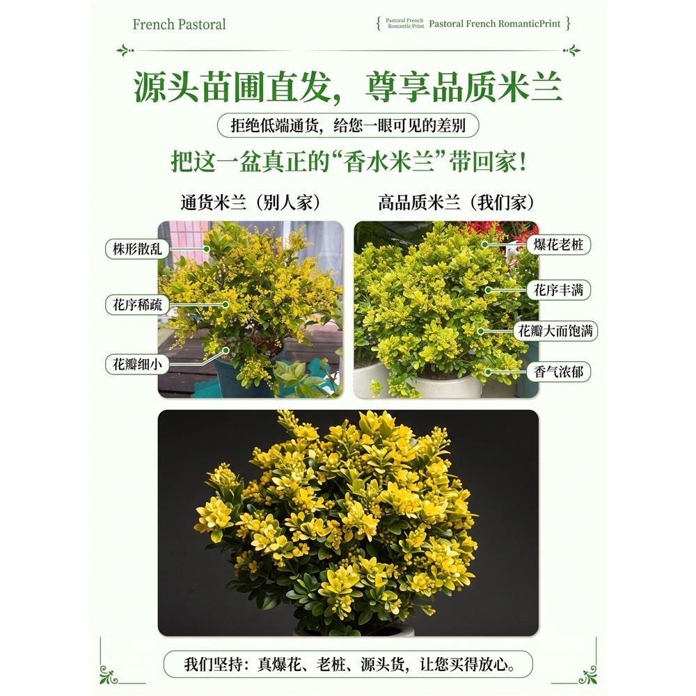 香水米兰花盆栽带花苞室图片