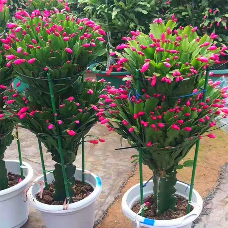 蟹爪兰盆栽花苗带花苞嫁