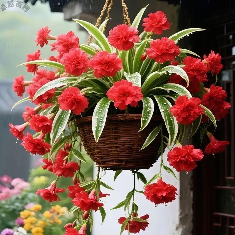 【四季开花】金心金边大