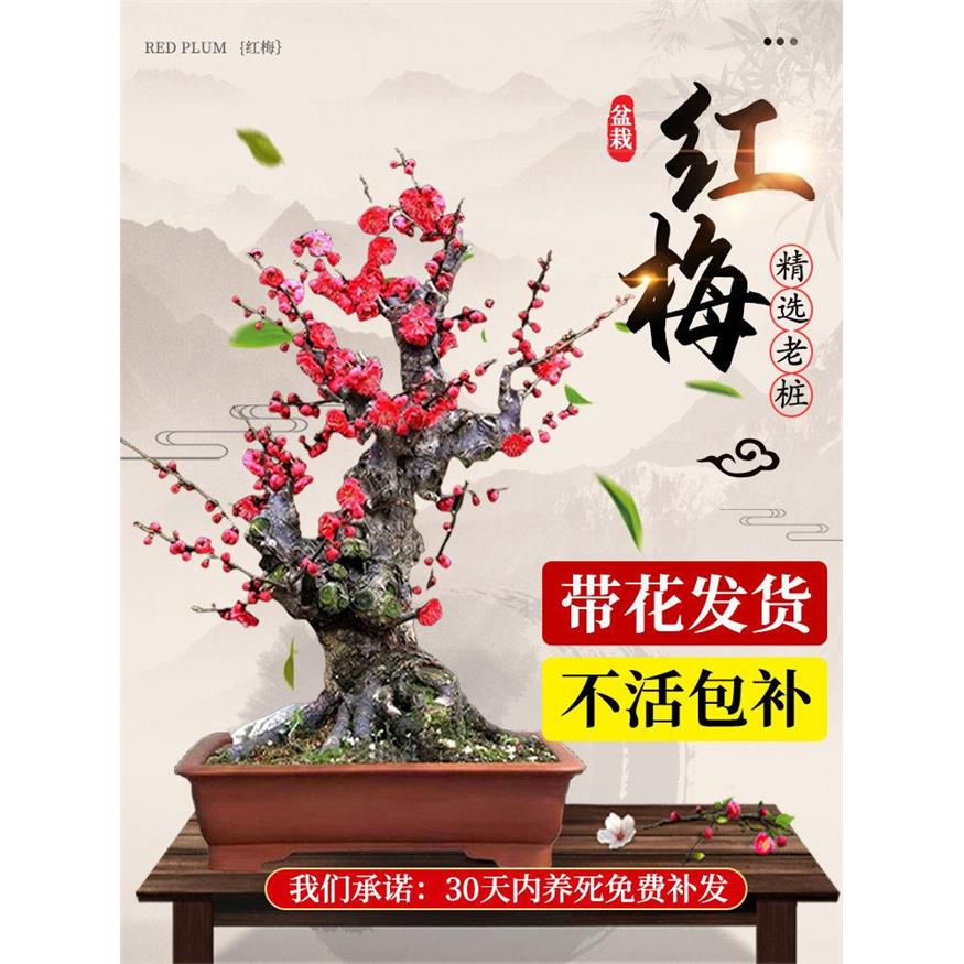 原生红梅花盆栽树苗老桩