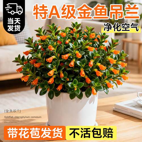 金鱼吊兰盆栽带花苞四季