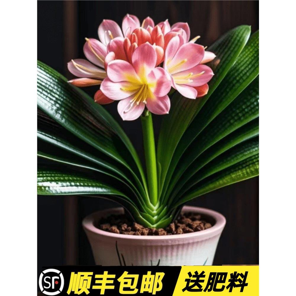 四季君子兰盆栽带花苞小