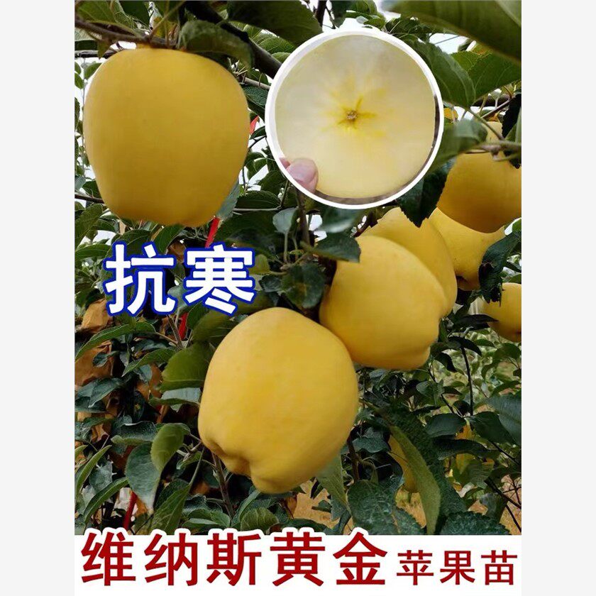 新品黄金维纳斯苹果树苗特大矮化盆栽地栽南方北方种植当年结果