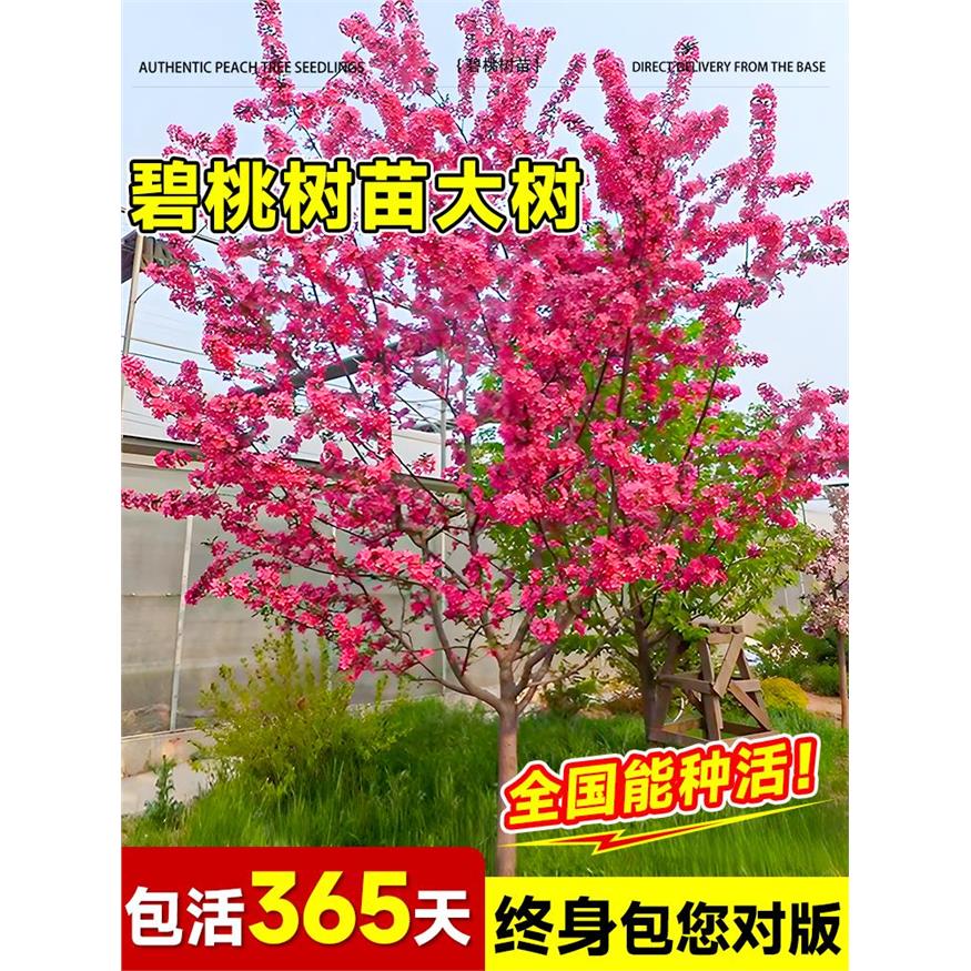 紫叶碧桃树苗小苗庭院彩
