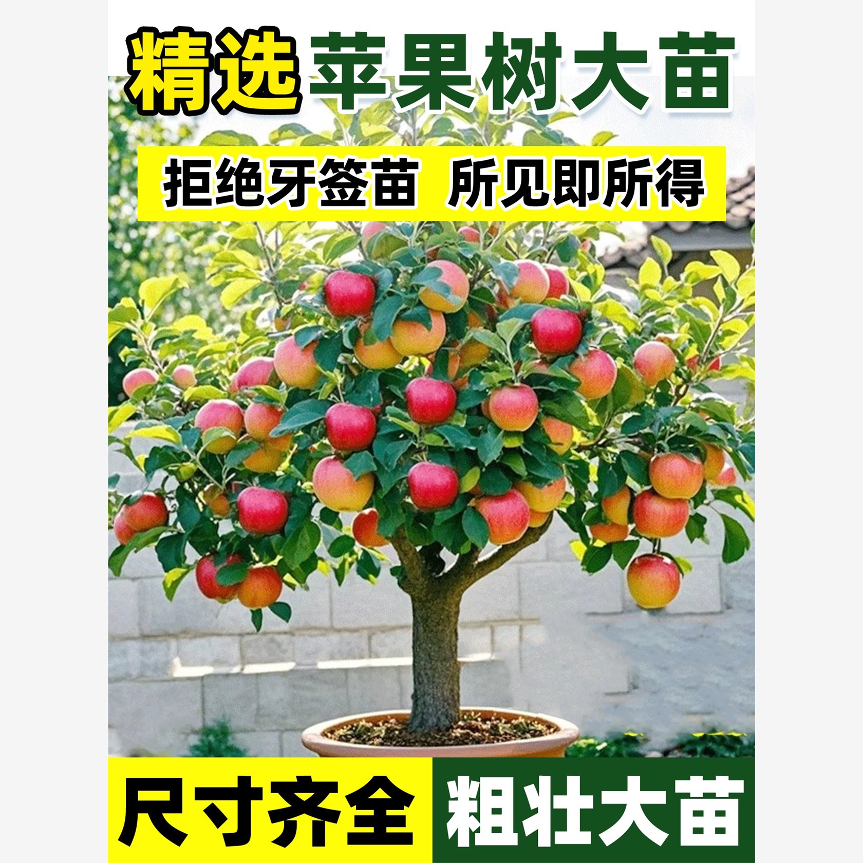 特大苹果树果苗嫁接红富士冰糖心树苗庭院南北方地栽种植当年结果