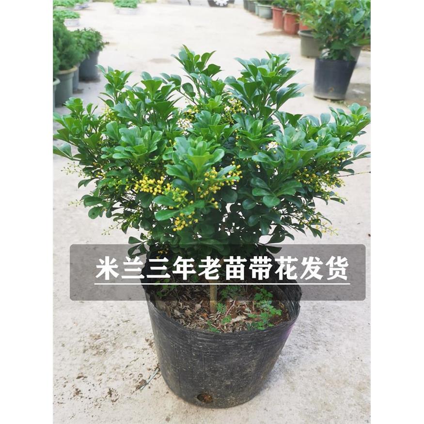 米兰盆栽花卉植物带花苞