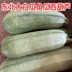 东北大白瓜角瓜老品种西葫芦做馅料包子饺子现摘现发新鲜蔬菜