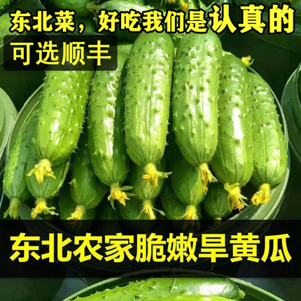 东北小旱黄瓜新鲜蔬菜水果黄瓜现摘小青瓜农家当季生吃蘸酱