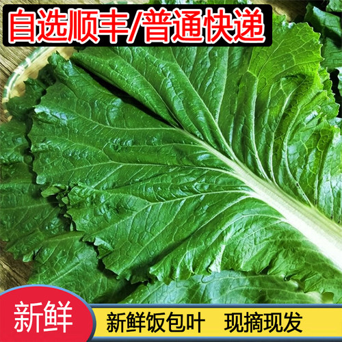 打饭包菜叶东北大白菜即食现摘