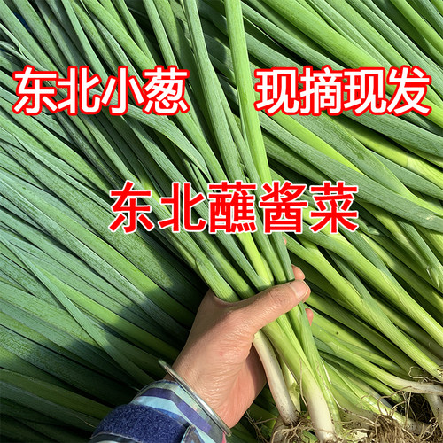 新鲜东北小葱带根现发顺丰可选