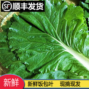 顺丰发货东北打饭包菜叶大白菜叶包饭叶蘸酱菜打包叶新鲜现摘即食