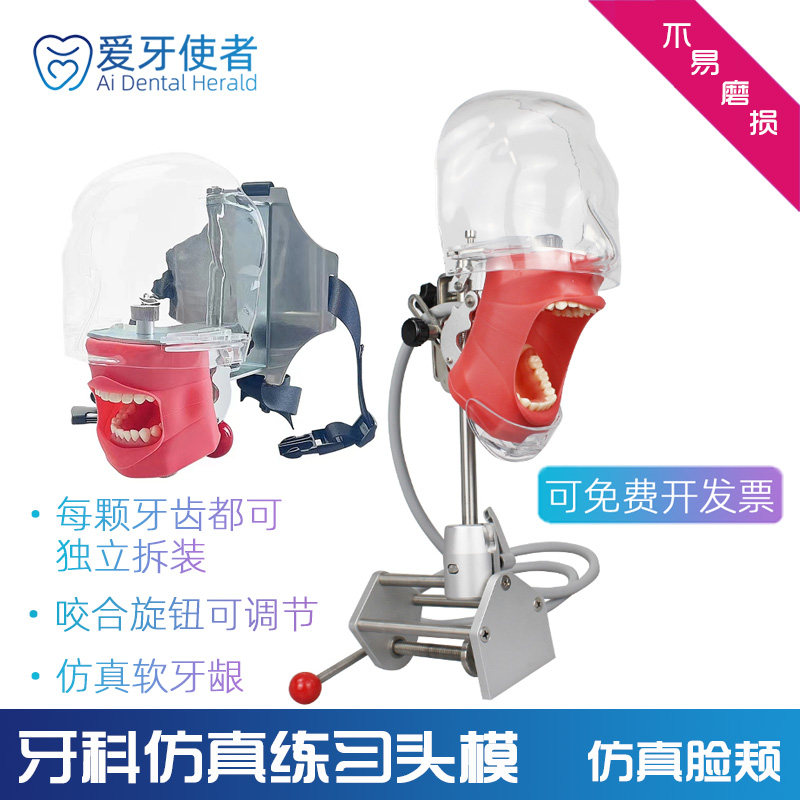 牙科练习头模可拆教学备牙树脂牙根管牙离体牙模简易口腔仿真头模