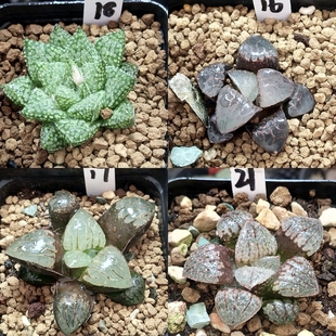 1号实生x寿x美吉x白银x青蟹.克十二卷多肉植物带盆带发25年3月6日