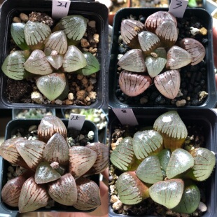 12号史扑实生寿一物一拍带盆发货十二卷多肉植物2月22日更新