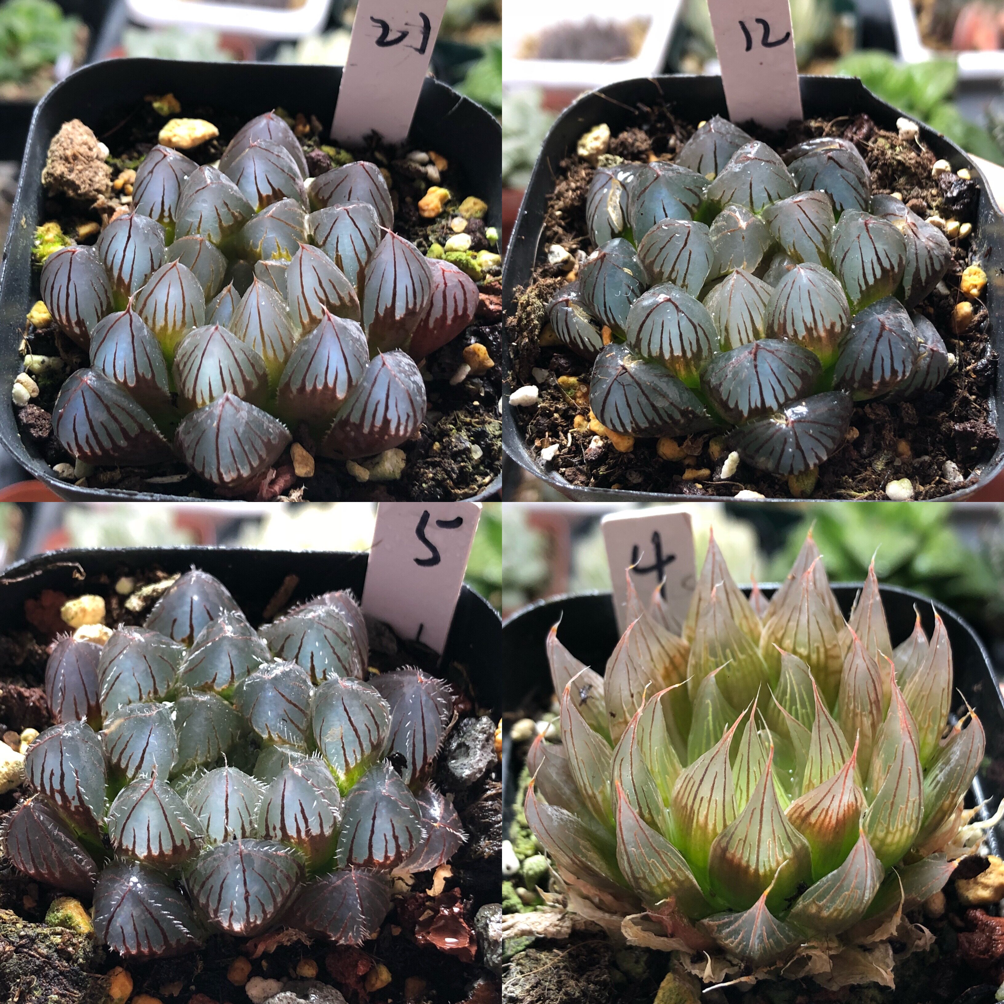 14号福利玉露玉扇万象寿一物一多肉植物
