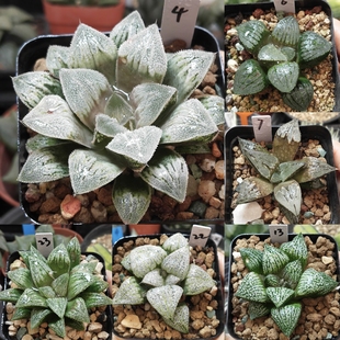 3号实生x寿x美吉x白银x青蟹.十二卷多肉植物带盆发货25年11月14日