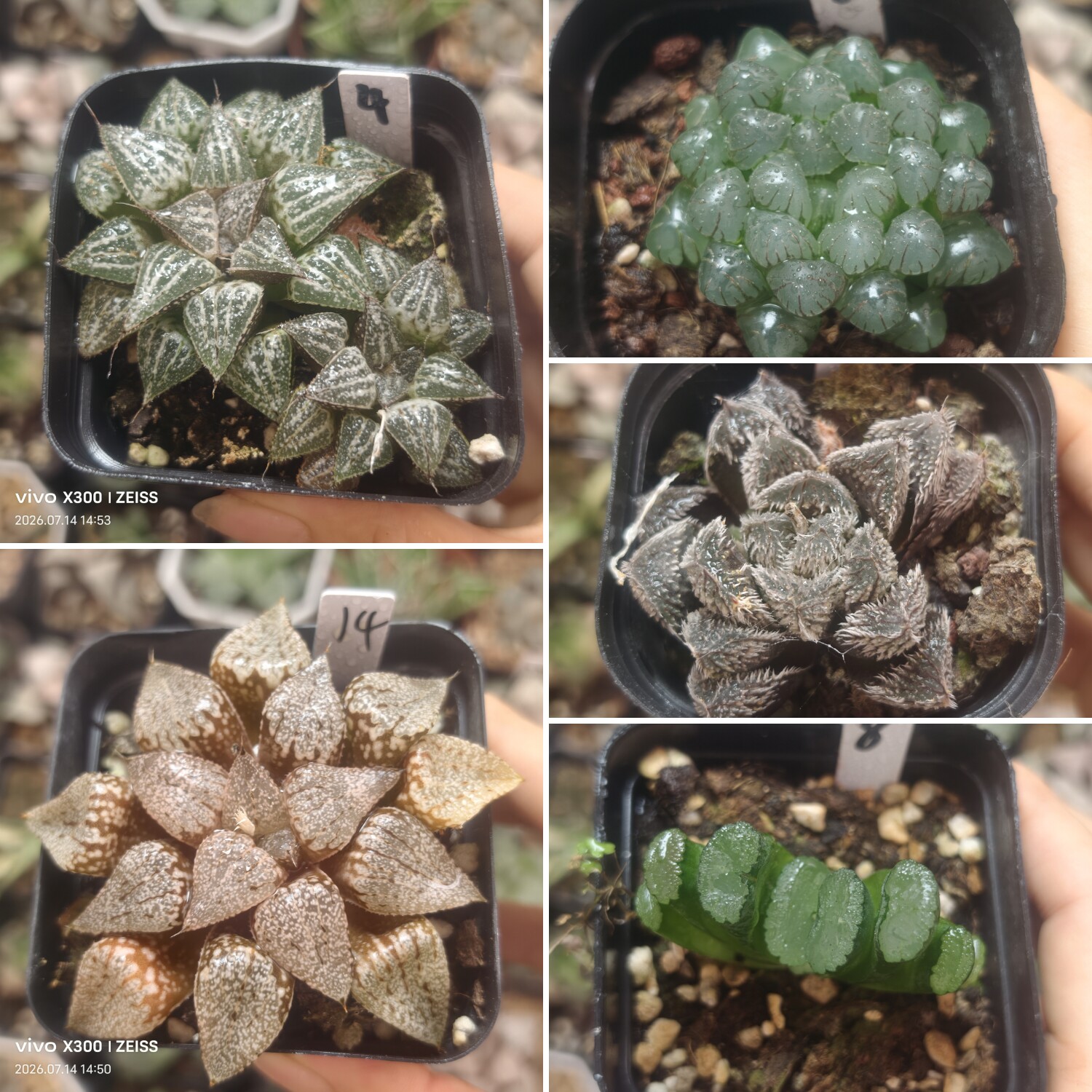 1号特价寿玉露，玉扇万象一物一多肉植物