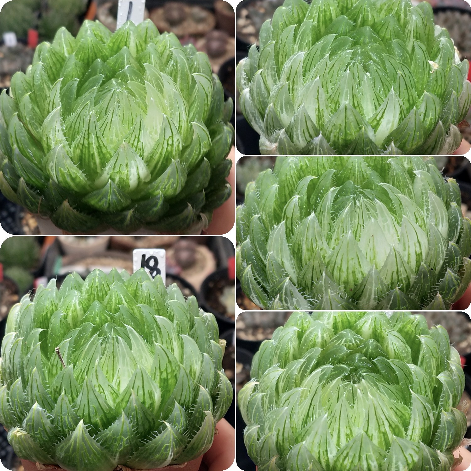 樱水晶玉露锦一物一拍十二卷多肉植物带盆带土发货25年3月9日更新