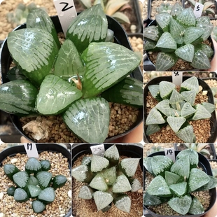 15号优选实生寿一物一拍十二卷多肉植物带盆带土发货4月2日更新