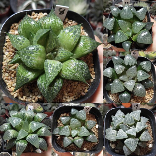 4号实生寿优选一物一拍十二卷多肉植物带盆带土发货11月12日更新
