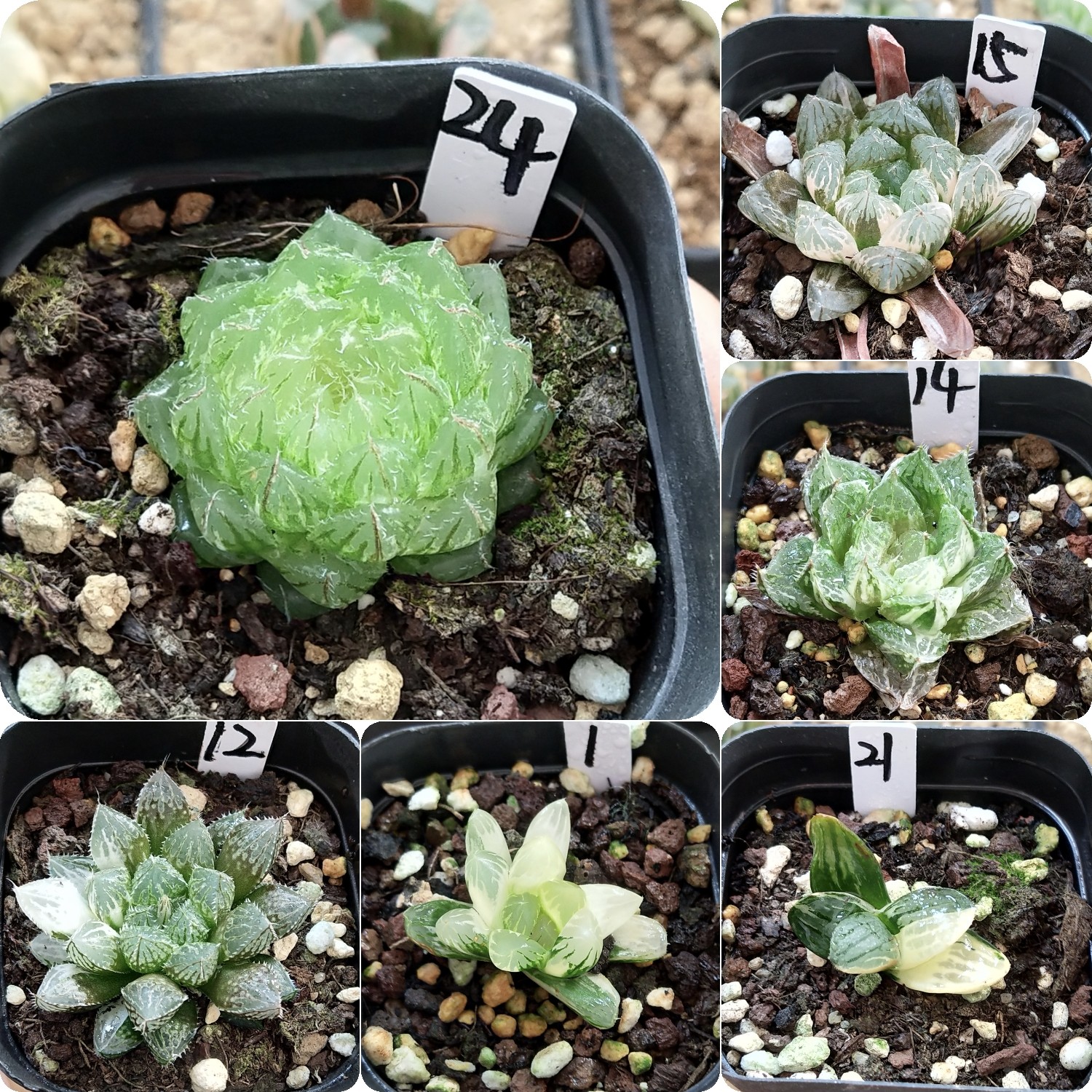 13号福利玉露寿万象一物一拍带多肉植物