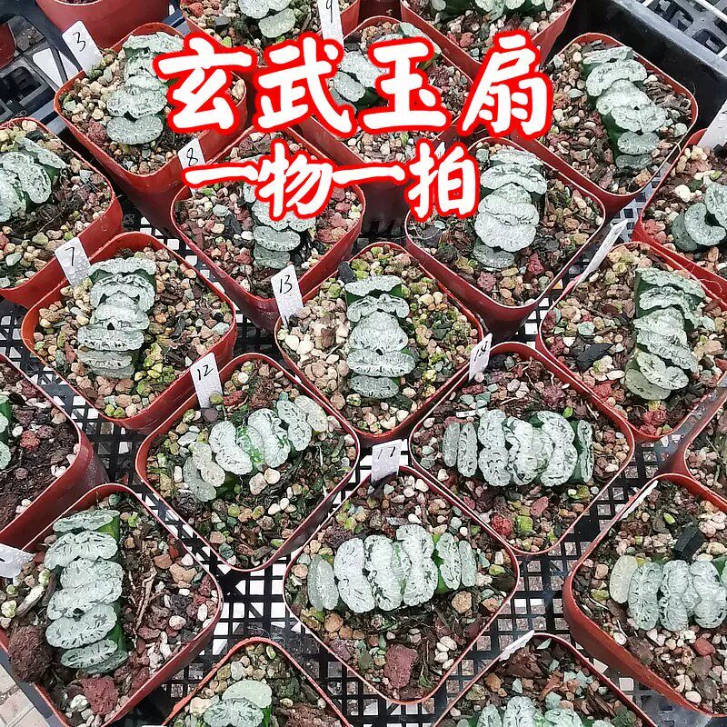玄武玉扇一物一拍大颗纹路清晰带盆发货十二卷多肉26年10.13号更