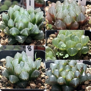 2号实生玉露优选一物一拍十二卷多肉植物带盆带土发货3月14号更新