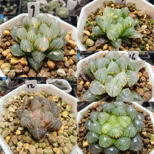 2号链接玉露锦合集一物一拍十二卷多肉植物带盆带土发货3月11日更